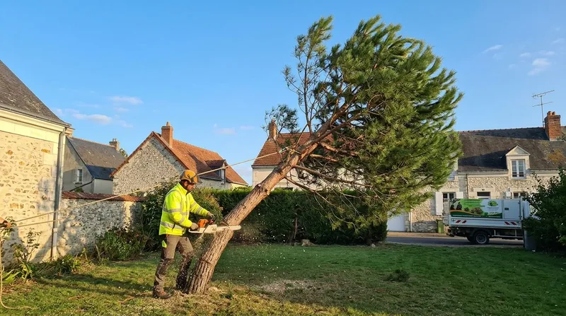Abattage d'arbre Blois